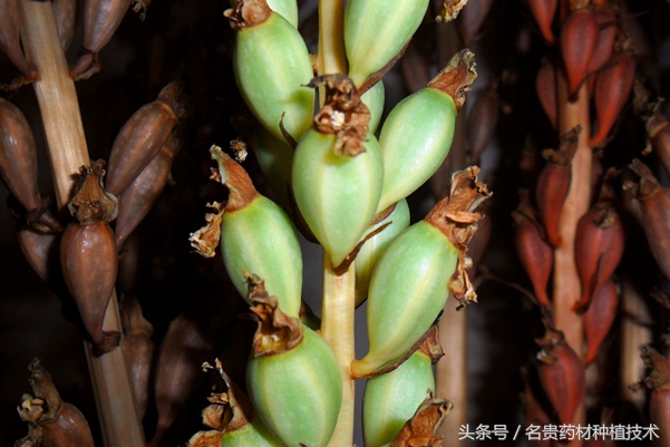 天麻种植宜昌,天麻道地药材是哪里