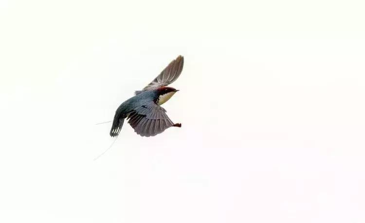 滇西拍鸟攻略,滇西观鸟的图片