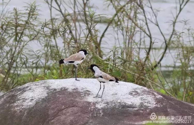 滇西拍鸟攻略,滇西观鸟的图片
