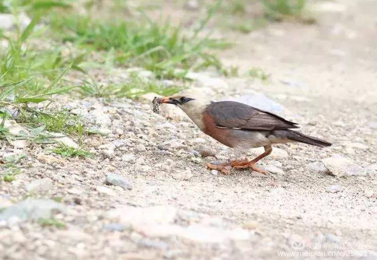 滇西拍鸟攻略,滇西观鸟的图片