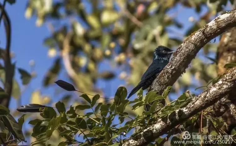 滇西拍鸟攻略,滇西观鸟的图片