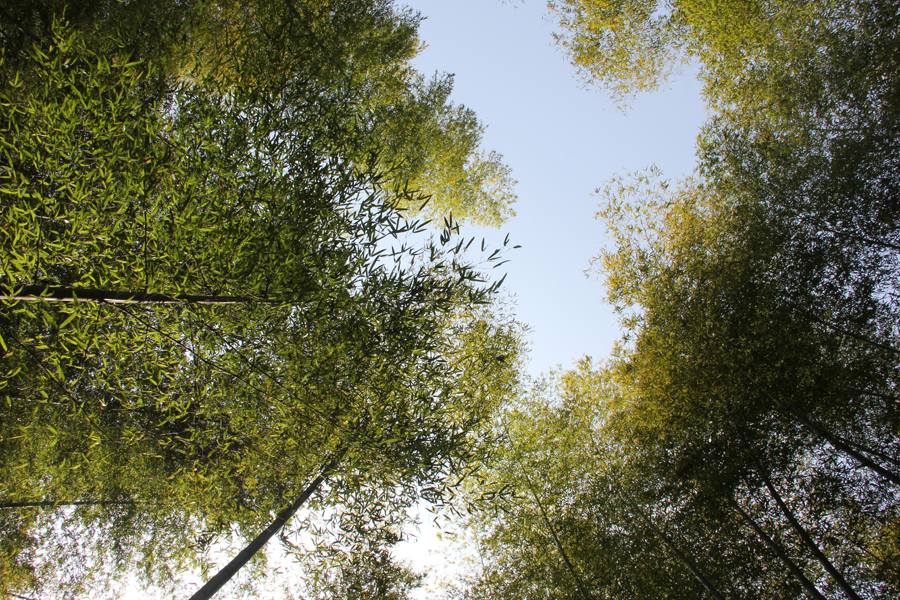 宜兴竹海和南山竹海哪个值得一去,宜兴竹海寻一方仙境嗅自然之香