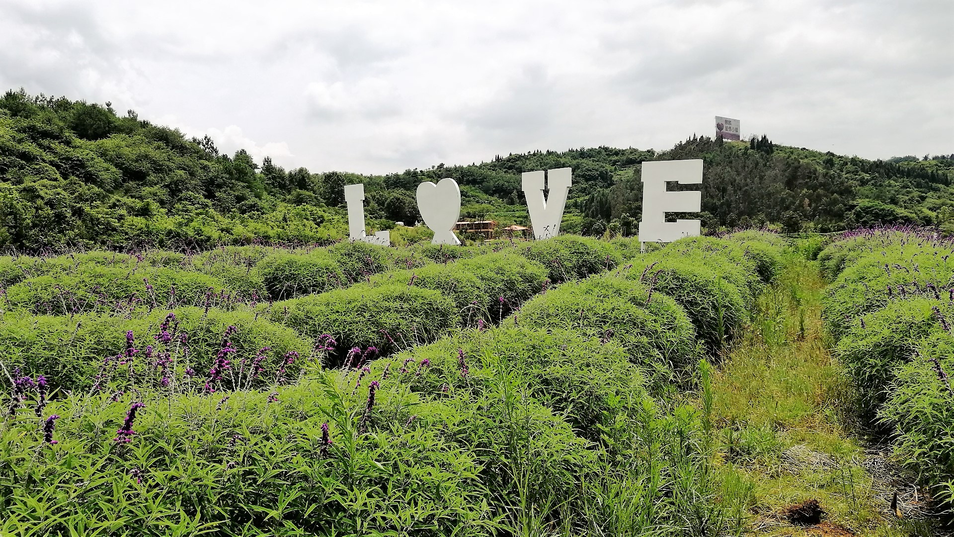 看花海，泡温泉，吃美食，周末就来这里！