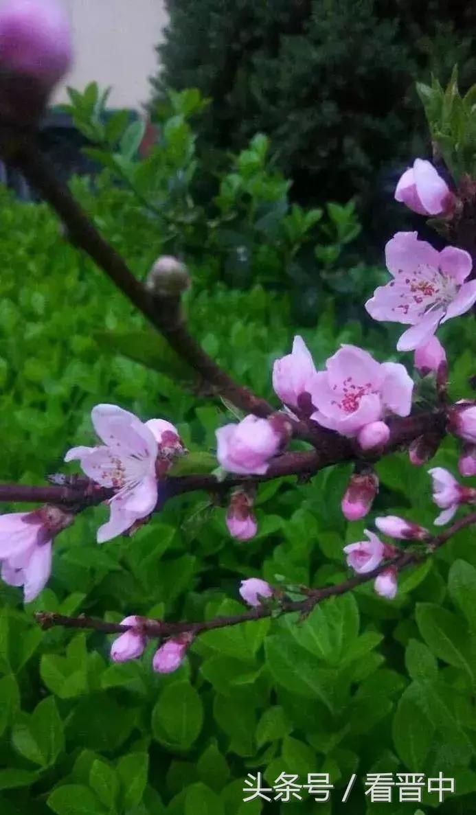 情系职中(杨保卫)