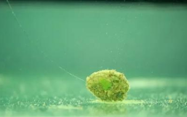 冬天钓鲤鱼十句口诀,五月钓鲤鱼口诀表