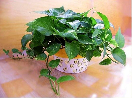 绿萝将死想扔了？用这些方法，还能活！