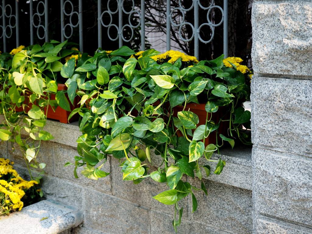 绿萝将死想扔了？用这些方法，还能活！