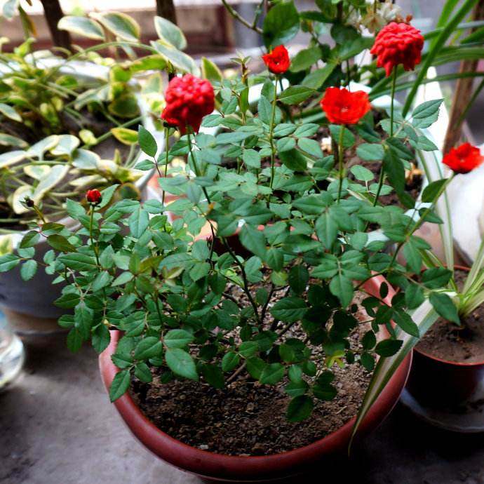 种花怎样才能让它快速生根,养花小妙招让它快速生根