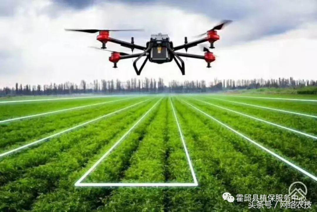 水稻叶梢发黄是不是病,水稻叶片发黄用什么药