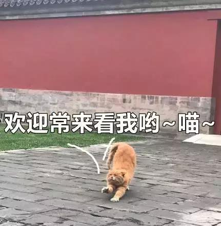 故宫的猫去世了吗,故宫的猫怎么去世的