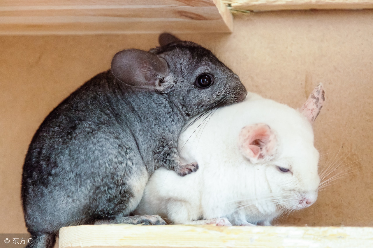 大叔小宠讲堂,大叔小宠现场答疑