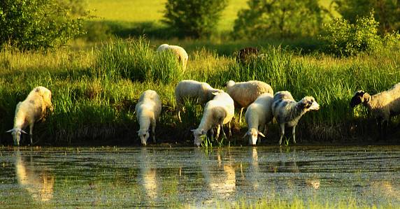 这只山羊居然把“黑球”变“白球”了!