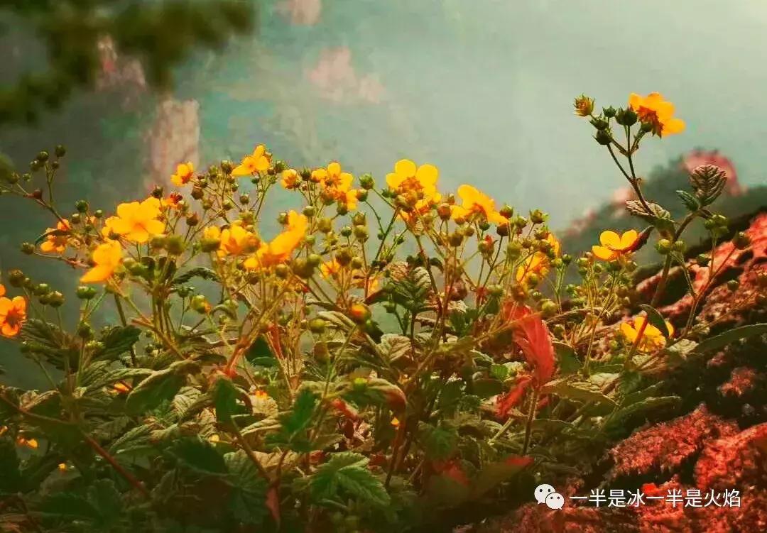 现代诗夜雨,现代诗晨兴配图