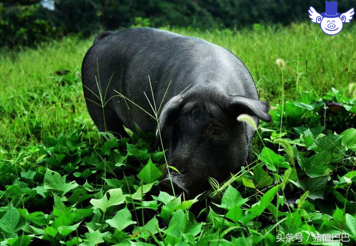 猪失水的危害有哪些,猪缺水5个小时有危害吗