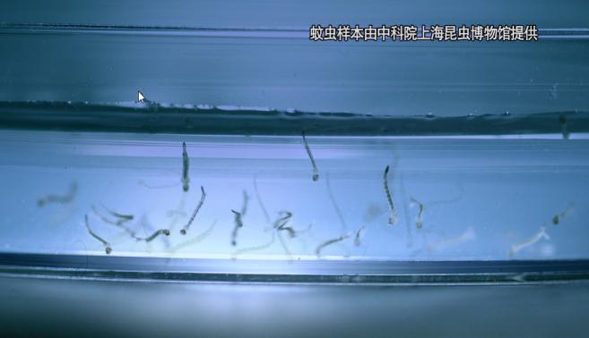 这个吻，竟然致命