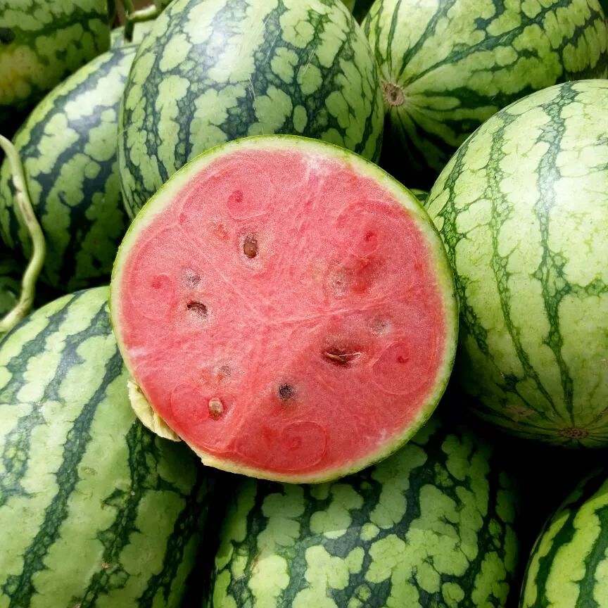 全国的西瓜哪里的最好吃,中国什么地方西瓜最好吃