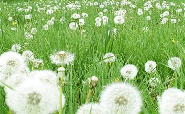 女人吃哪些食物对妇科有好处,吃什么食物可以缓解妇科疾病