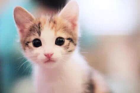 猫咪怕水不喜欢洗澡怎么办,猫咪怕水不爱洗澡