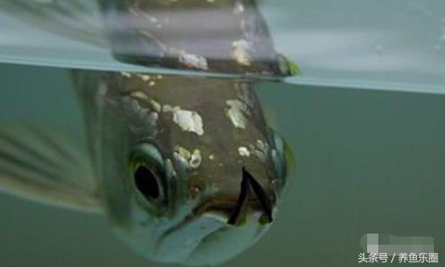 晒条丑过背，绝食自己把胡须吃了一条，手欠直接剪掉更丑了！