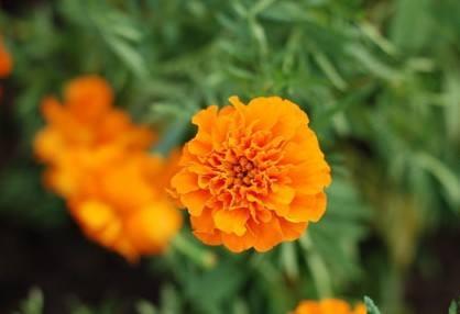 护眼保护食谱,最全护眼饮食指南