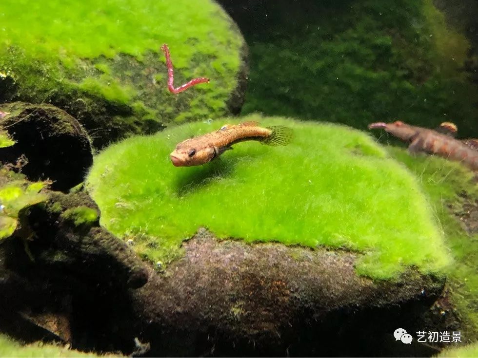 虾虎缸造景要什么过滤器,虾虎缸用什么石头造景好