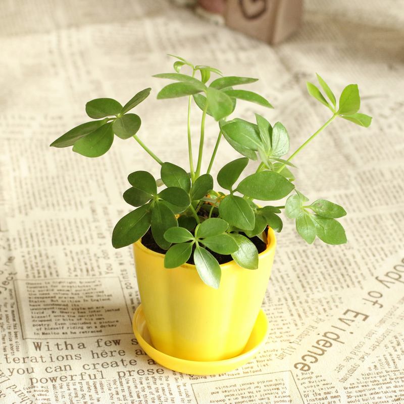 去甲醛效果最好的盆栽有哪些,除甲醛盆栽推荐一下