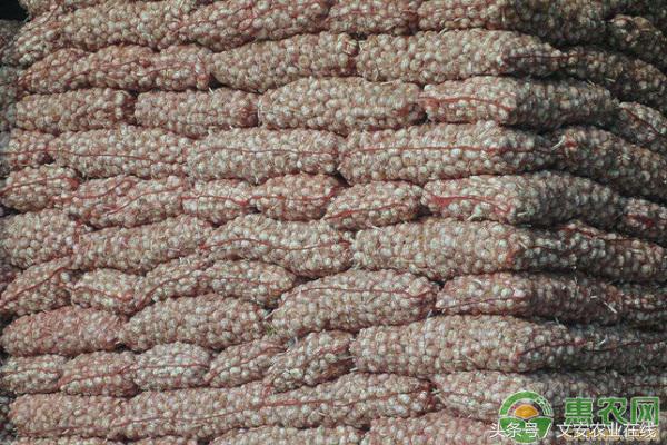 7月4日各地大蒜价格行情预测