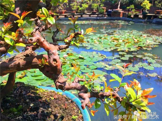 地瓜榕盆景的修剪技巧,金豆盆景修剪视频大全