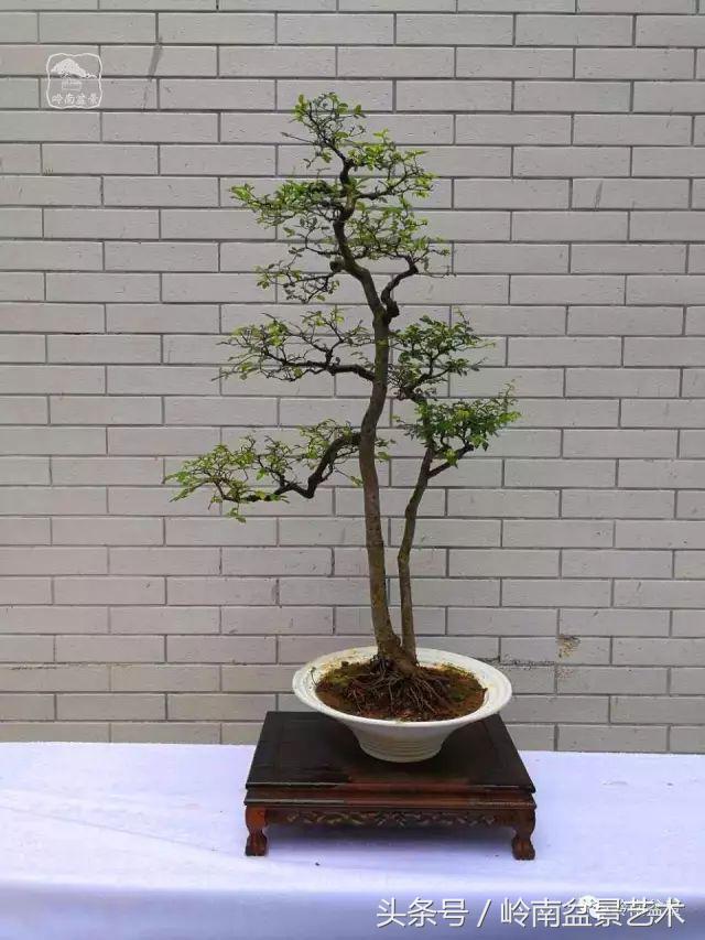 地瓜榕盆景的修剪技巧,金豆盆景修剪视频大全