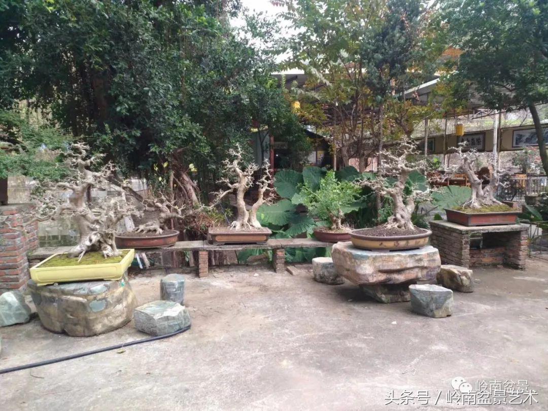 地瓜榕盆景的修剪技巧,金豆盆景修剪视频大全