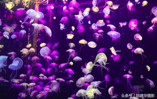 暑期游珠海长隆海洋王国,带你去看珠海长隆海洋王国