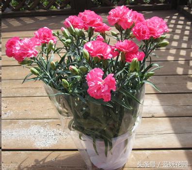 三角梅换盆花蔫了怎么办,养花换下的土怎么处理再用