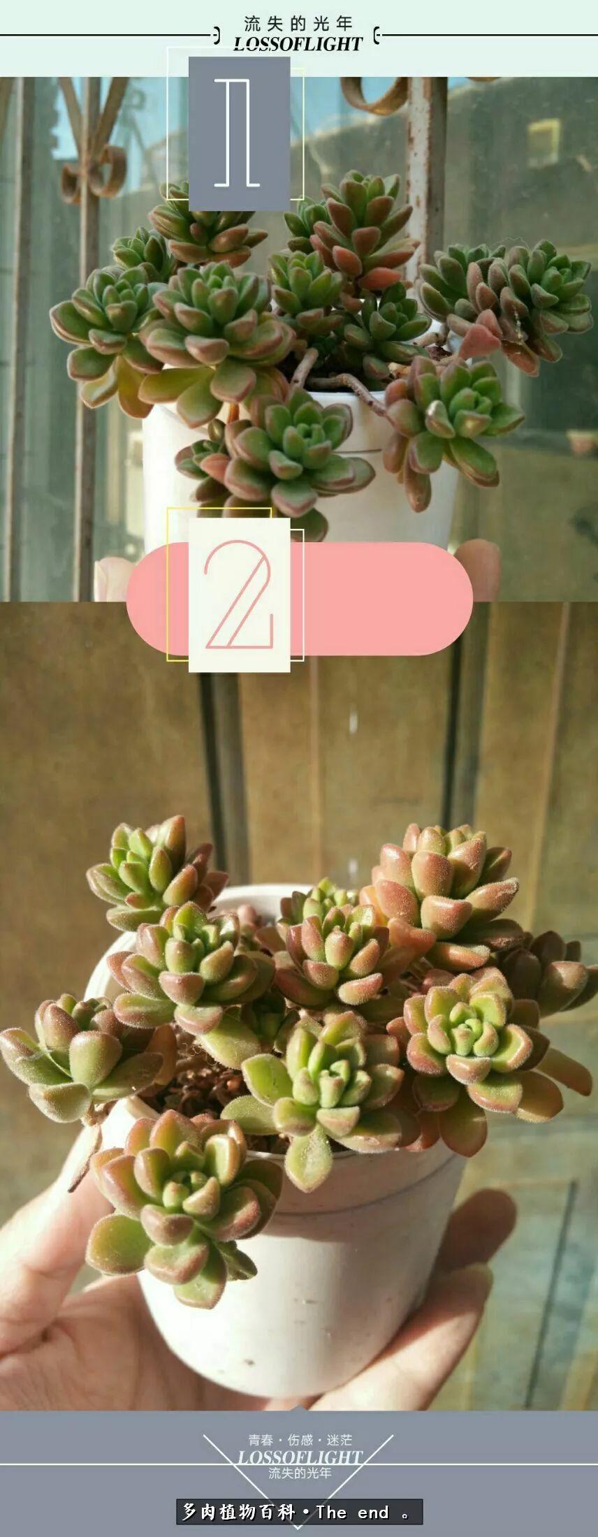 宝宝养多肉,养多肉宝妈