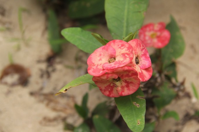 恋上这片海,一个人绚丽多彩的三亚自由行