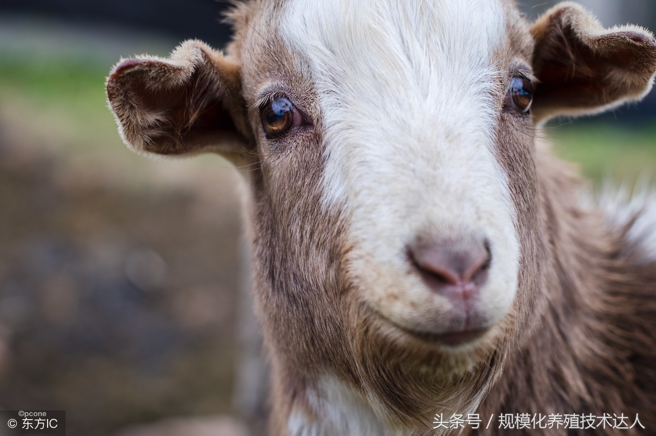 羔羊死亡率较高的原因,羔羊早产死亡什么原因