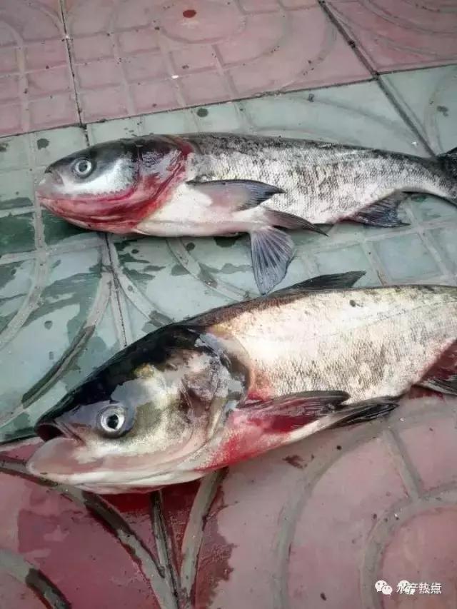 高密度养殖鱼烂尾烂鳞怎么办,养殖鱼出血病治疗