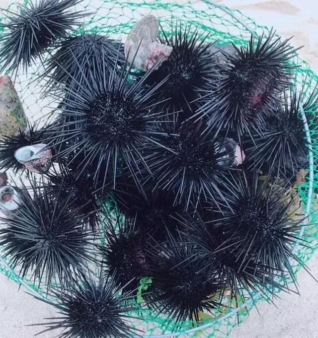 东莞游玩排名第一的海岛,东莞海岛观光旅游