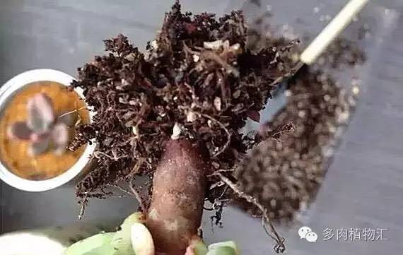 多肉黄叶、烂叶、霉根不知道该怎么办？现在看还来得及！