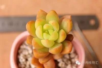 多肉黄叶、烂叶、霉根不知道该怎么办？现在看还来得及！