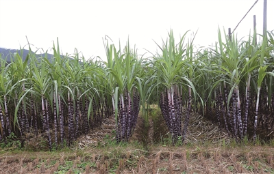 俄罗斯世界杯足球产地,世界杯足球材质