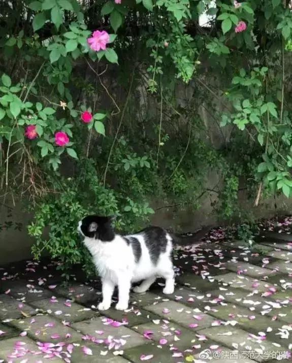 陕西高校｜来到陕师大，一起做最亮的闪star吧！