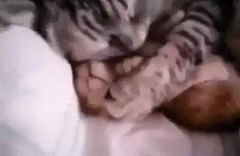 睡觉时小奶猫做噩梦，猫妈妈紧紧搂住：宝宝别怕，有妈妈在呢