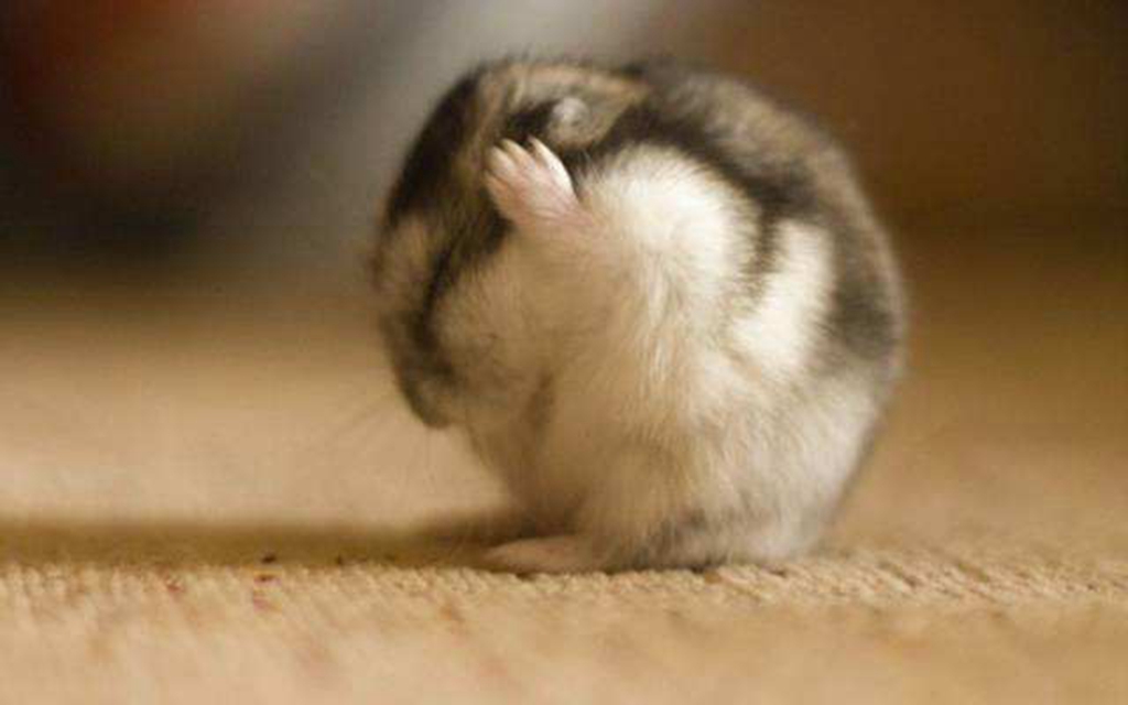 仓鼠真的有致命病毒吗,仓鼠最喜欢吃的食物排行榜