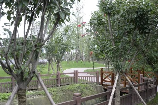 「翡翠之城」好消息！光华大道绿道投入使用，一路骑行到金马河喽！