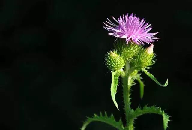 「百草园」那些“悬壶济世”的植物（六十四）蓟