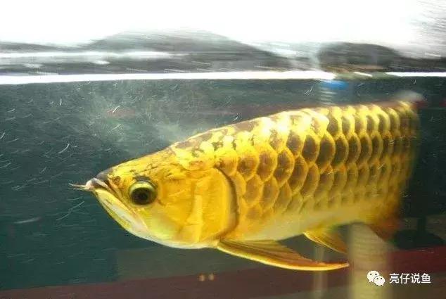 2008年龙鱼价格,年龙鱼