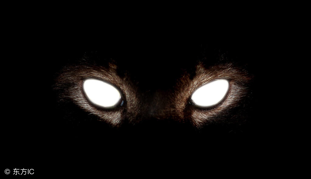 猫眼一般是多大的,猫眼猫眼睛