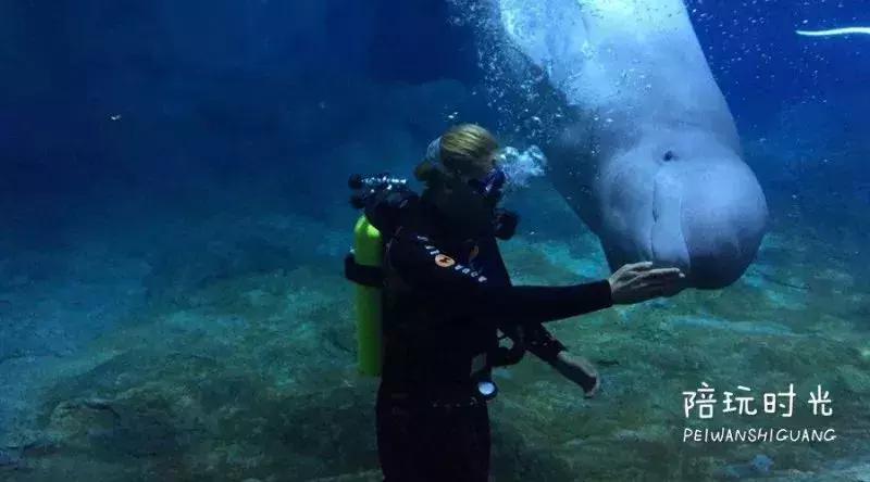 带娃游长隆最佳路线,带娃去哪个长隆玩