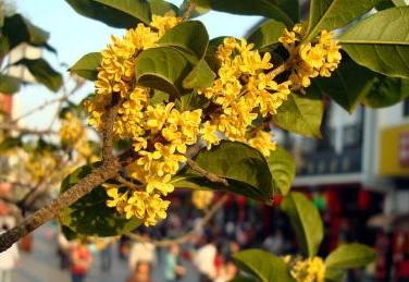 桂花树移栽后生长缓慢怎么办,桂花树移栽几年了长势不好怎么办