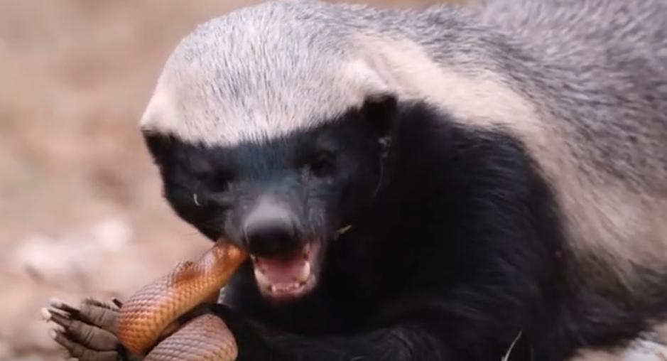 蜜獾平头哥会被毒蛇咬死吗,黑曼巴蛇毒液为什么对蜜獾没用